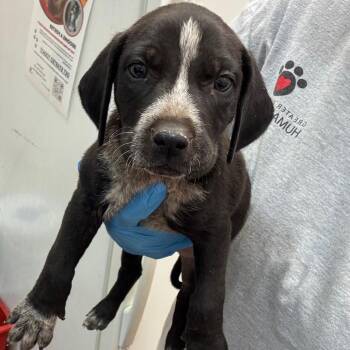 Guinn -  Pit Bull Terrier Dog for Adoption in Birmingham, Alabama - Guinn | PetCurious