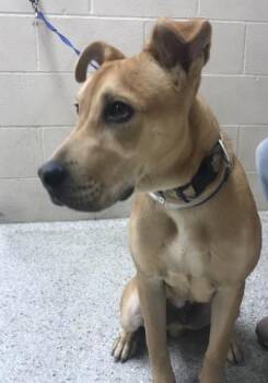 Labrador Retriever and Mixed Breed Dogs Available for Adoption in Conroe, Texas - CRAWFORD | PetCurious