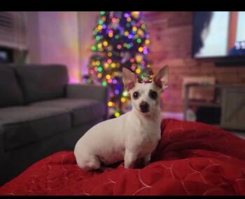 Jupiter -  Chihuahua Dog for Adoption in Pflugerville, Texas - Jupiter | PetCurious