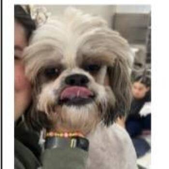 Doc -  Shih Tzu and Mixed Breed Dog for Adoption in Shorewood, Illinois - Doc | PetCurious