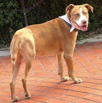 Rescue Terrier Dogs for Adoption in Longview, Texas - Peanut | PetCurious