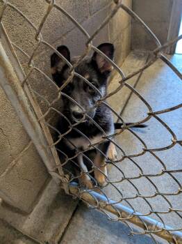 German Shepherd Dog Dogs Available for Adoption in Hermiston, Oregon - Shayla  | PetCurious