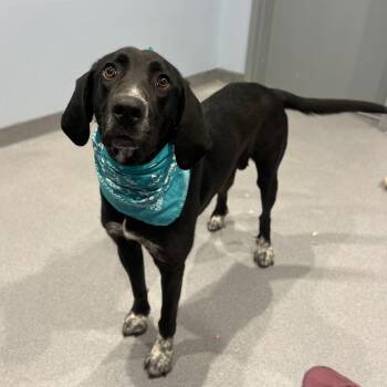 Mixed Breed Dogs Available for Adoption - Luna | PetCurious