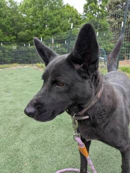 Cattle Dog Dogs Available for Adoption in Statesville, North Carolina - Rose | PetCurious