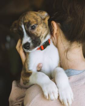 Rescue Pit Bull Terrier Dogs for Adoption in Ferndale, Washington - Atlas | PetCurious