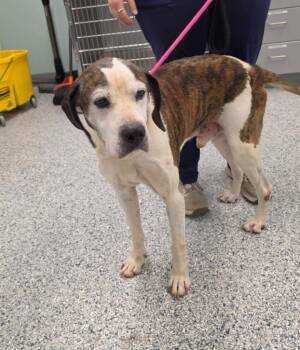 Gus -  Terrier Dog for Adoption in Athens, Tennessee - Gus | PetCurious