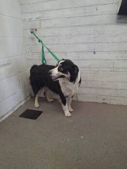 FIONA -  Australian Shepherd Dog for Adoption in San Bernardino, California - FIONA | PetCurious