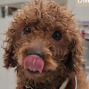 Miniature Poodle Dogs Available for Adoption - DIMPLES | PetCurious
