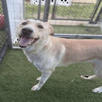 Lemonade -  Labrador Retriever and Mixed Breed Dog for Adoption in Chicago, Illinois - Lemonade | PetCurious
