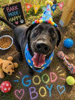Black Labrador Retriever Dogs Available for Adoption in Tyner, North Carolina - Noodle | PetCurious