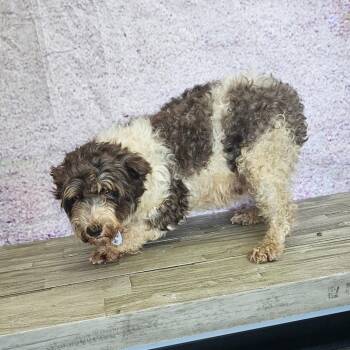 Lydia -  Schnauzer Dog for Adoption in Normal, Illinois - Lydia | PetCurious