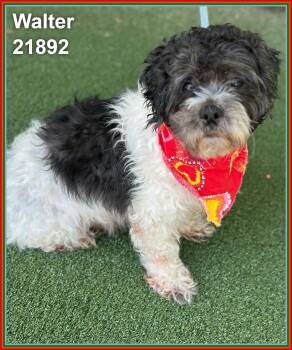 WALTER -  Terrier and Shih Tzu Dog for Adoption in Marietta, Georgia - WALTER | PetCurious
