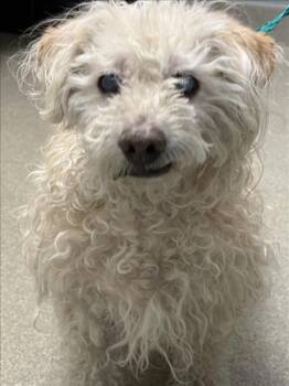 KOBE -  Terrier Dog for Adoption in Las Vegas, Nevada - KOBE | PetCurious