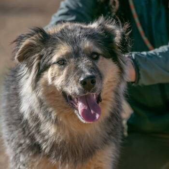 Shepherd and Husky Dogs Available for Adoption - Oso | PetCurious
