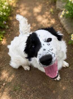 Gemma -  Border Collie Dog for Adoption in Grand Island, Nebraska - Gemma | PetCurious