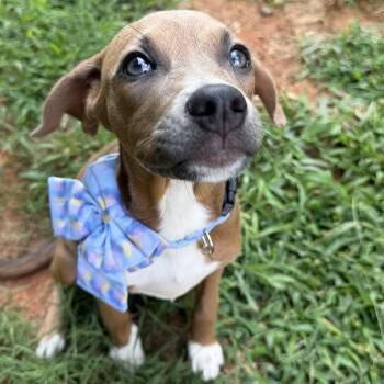 Presley -  Beagle and Mixed Breed Dog for Adoption in Rock Hill, South Carolina - Presley | PetCurious
