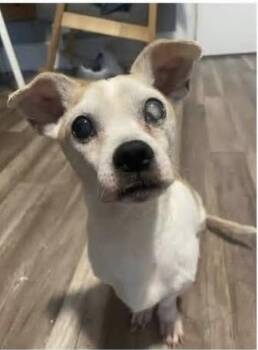 Max Murdock -  Chihuahua Dog for Adoption - Max Murdock | PetCurious