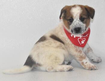 Australian Cattle Dog Blue Heeler Dogs Available for Adoption in Springfield, Ohio - Almond Joy | PetCurious