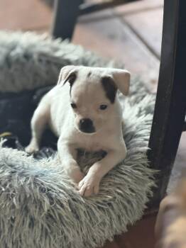 Chihuahua and Corgi Dogs Available for Adoption in Ashville, Ohio - Sweet Treat Pups - Whimzee | PetCurious