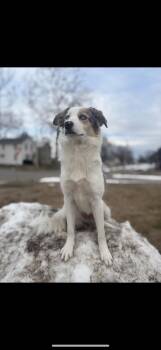 Angel Marie -  Australian Shepherd and Great Pyrenees Dog for Adoption in Fort Madison, Iowa - Angel Marie | PetCurious