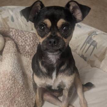 Brewster -  Pug and Chihuahua Dog for Adoption in Brookeville, Maryland - Brewster | PetCurious