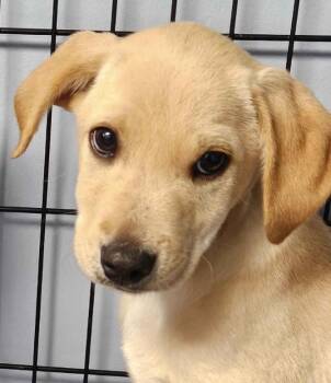 Mixed Breed Dogs Available for Adoption in Homewood, Illinois - Lil Stevie | PetCurious