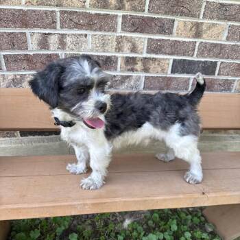 Cody -  Shih Tzu Dog for Adoption in Kittanning, Pennsylvania - Cody | PetCurious