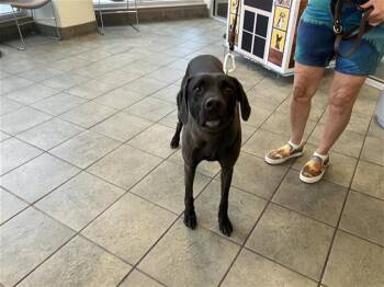 MERLINA -  Labrador Retriever Dog for Adoption in San Antonio, Texas - MERLINA | PetCurious