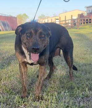 Debbie -  Hound and Shepherd Dog for Adoption in Tarrytown, Georgia - Debbie | PetCurious