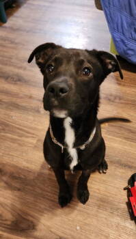 Rescue Labrador Retriever and Pit Bull Terrier Dogs for Adoption in Powder Springs, Georgia - Gravy | PetCurious