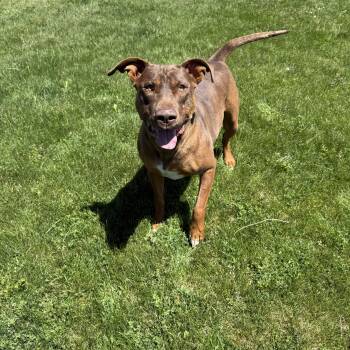 Mixed Breed Dogs Available for Adoption in Prineville, Oregon - Roofis | PetCurious