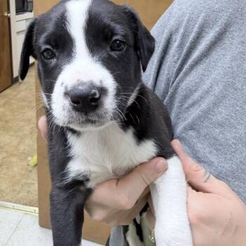 Miller-4695 -  Mixed Breed Dog for Adoption in Tyler, Texas - Miller-4695 | PetCurious