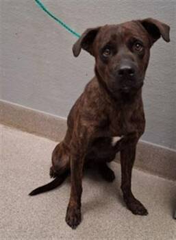 SOLO -  Pit Bull Terrier and Mixed Breed Dog for Adoption in Las Vegas, Nevada - SOLO | PetCurious