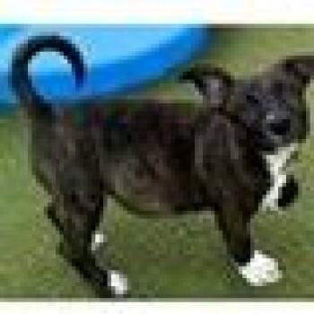 Sleepy -  Black Mouth Cur and Mixed Breed Dog for Adoption in Tampa, Florida - Sleepy | PetCurious