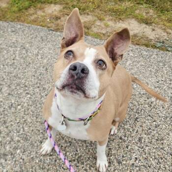 Piper-Available soon! -  Terrier Dog for Adoption in Conway, New Hampshire - Piper-Available Soon! | PetCurious