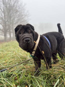 Rescue Shar Pei Dogs for Adoption in Candler, North Carolina - Tubby | PetCurious
