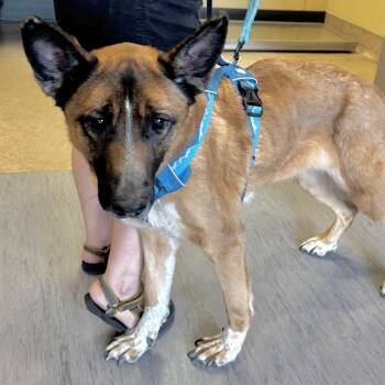 Shepherd Dogs Available for Adoption in Palm Springs, California - Athena | PetCurious