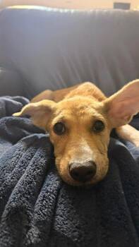 Retriever Dogs Available for Adoption in Valley Stream, New York - Clover | PetCurious