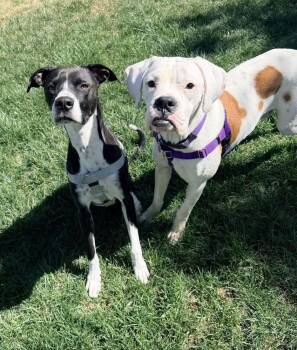Boxer and American Staffordshire Terrier Dogs Available for Adoption in Denver, Colorado - Appa | PetCurious