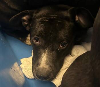 Mixed Breed Dogs Available for Adoption - DIANE | PetCurious