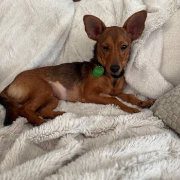 Penny Pebbles -  Miniature Pinscher and Dachshund Dog for Adoption in New Orleans, Louisiana - Penny Pebbles | PetCurious