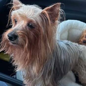 Yorkshire Terrier Dogs Available for Adoption - Benjamin | PetCurious