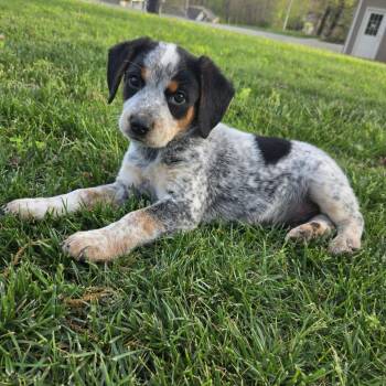 Australian Cattle Dog Blue Heeler Dogs Available for Adoption in Olathe, Kansas - Kraft | PetCurious