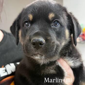Marlin -  Rottweiler and Mixed Breed Dog for Adoption in Tacoma, Washington - Marlin | PetCurious