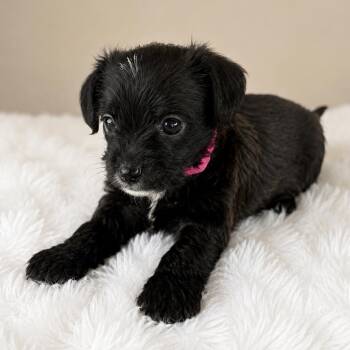 Magma -  Chihuahua and Terrier Dog for Adoption in Tampa, Florida - Magma | PetCurious