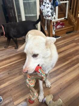 Jace -  White German Shepherd Dog for Adoption in Londonderry, New Hampshire - Jace | PetCurious