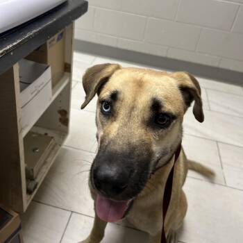 Lany -  Black Mouth Cur Dog for Adoption in Lufkin, Texas - Lany | PetCurious