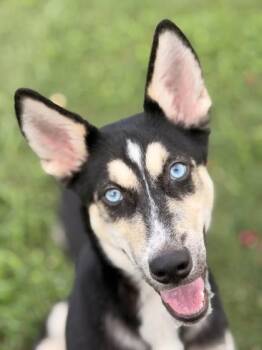 Natasha LP WA-T -  Husky Dog for Adoption in Missouri City, Texas - Natasha LP WA-T | PetCurious