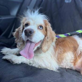 Sky -  Cocker Spaniel Dog for Adoption in Philadelphia, Pennsylvania - Sky | PetCurious