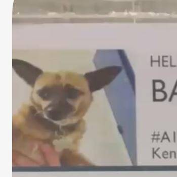 Bailey -  Chiweenie Dog for Adoption in Creston, California - Bailey | PetCurious